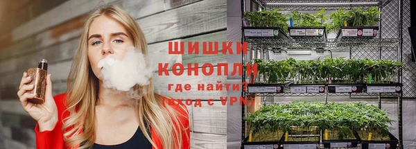 сатива Аркадак